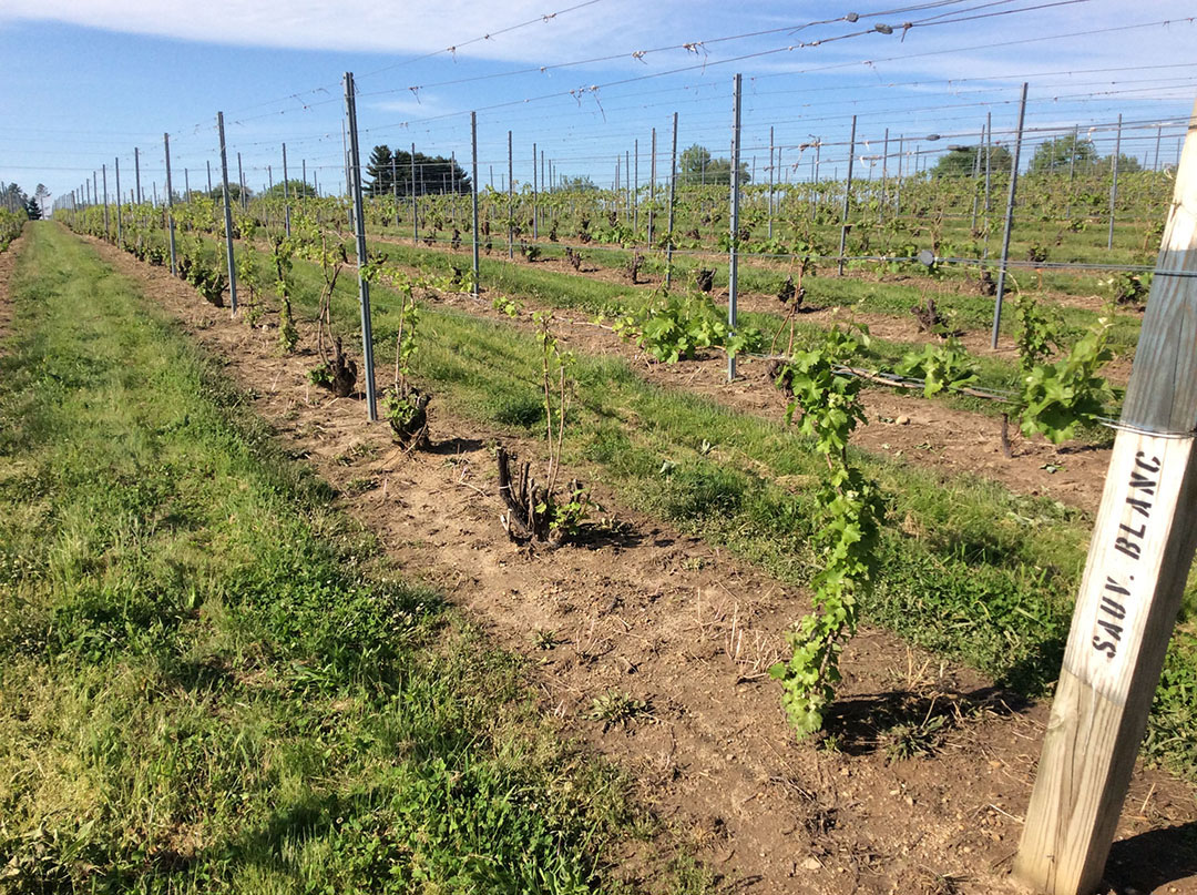 Fruitful shoots emerging from V. vinifera 'Sauvignon 